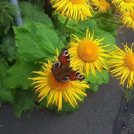 Brockenhexe Mit Restaurant & Cafe 3*