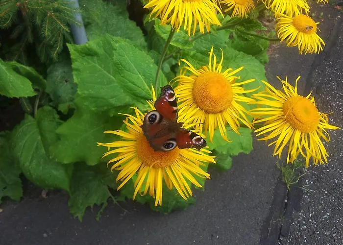 Brockenhexe Mit Restaurant & Cafe 3*